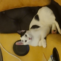 Tekir Kedi, Kedi  Sherlock fotoğrafı