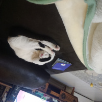 Tekir Kedi, Kedi  Sherlock fotoğrafı