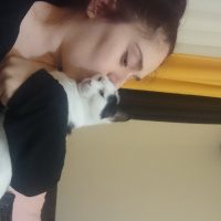 Tekir Kedi, Kedi  Sherlock fotoğrafı