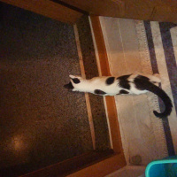 Tekir Kedi, Kedi  Sherlock fotoğrafı