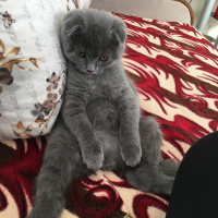 Scottish Fold, Kedi  Şerafettin fotoğrafı