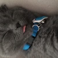 Scottish Fold, Kedi  Şerafettin fotoğrafı