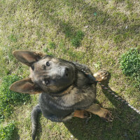 Alman Çoban Köpeği, Köpek  Ares fotoğrafı