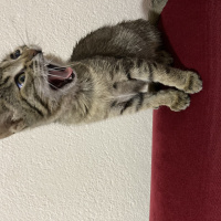 Tekir Kedi, Kedi  Mırmır fotoğrafı