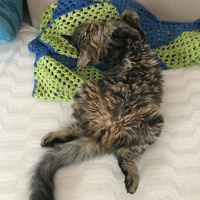 Tekir Kedi, Kedi  Mercan fotoğrafı