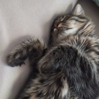 Tekir Kedi, Kedi  Mercan fotoğrafı