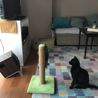 Bombay, Kedi  Cavit fotoğrafı