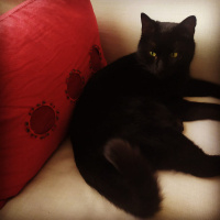 Bombay, Kedi  Cavit fotoğrafı