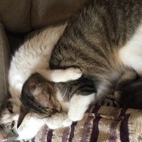 Tekir Kedi, Kedi  sansa fotoğrafı