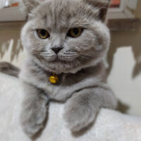 Scottish Fold, Kedi  Müezza fotoğrafı