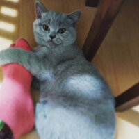 Scottish Fold, Kedi  Müezza fotoğrafı