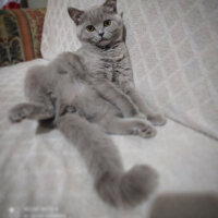 Scottish Fold, Kedi  Müezza fotoğrafı