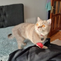 British Shorthair, Kedi  Şirin fotoğrafı