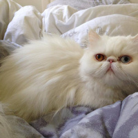 İran Kedisi (Persian), Kedi  Umut fotoğrafı