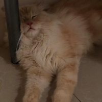 Chinchilla, Kedi  Şeftali fotoğrafı