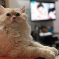 Chinchilla, Kedi  Şeftali fotoğrafı