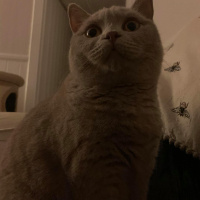 British Shorthair, Kedi  Pisi fotoğrafı