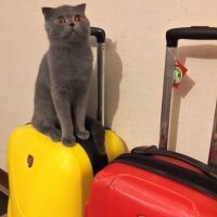 Scottish Fold, Kedi  Atlas Teoman fotoğrafı