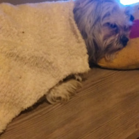 Maltese, Köpek  Bobi fotoğrafı