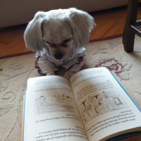 Maltese, Köpek  Bobi fotoğrafı