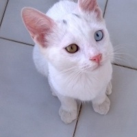 Van Kedisi, Kedi  Boncuk fotoğrafı