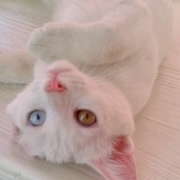 Van Kedisi, Kedi  Boncuk fotoğrafı