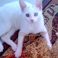 Van Kedisi, Kedi  Boncuk fotoğrafı