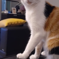 Tekir Kedi, Kedi  Kivi Puvu fotoğrafı