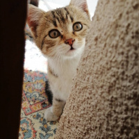 Tekir Kedi, Kedi  Ceno fotoğrafı