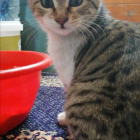 Tekir Kedi, Kedi  Ceno fotoğrafı