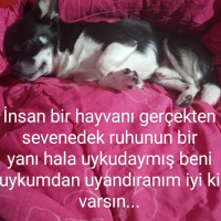 Chihuahua, Köpek  Kopuk fotoğrafı