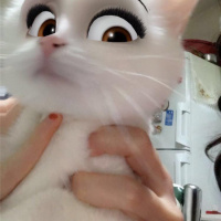 Tekir Kedi, Kedi  Lisa fotoğrafı