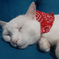 Tekir Kedi, Kedi  Lisa fotoğrafı