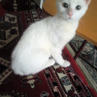 Ankara Kedisi, Kedi  Şila fotoğrafı