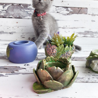 British Shorthair, Kedi  Şerbet fotoğrafı