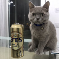 British Shorthair, Kedi  Casper fotoğrafı