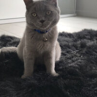 British Shorthair, Kedi  Casper fotoğrafı