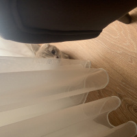 Scottish Fold, Kedi  Keke fotoğrafı