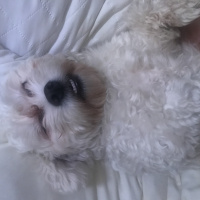 Maltese, Köpek  Bonie fotoğrafı