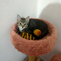 Bengal, Kedi  Panter fotoğrafı