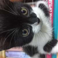 Tekir Kedi, Kedi  Maşa fotoğrafı