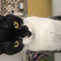 Tekir Kedi, Kedi  Maşa fotoğrafı