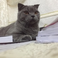 Scottish Fold, Kedi  Zeytin fotoğrafı