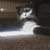 Scottish Fold, Kedi  Zeytin fotoğrafı