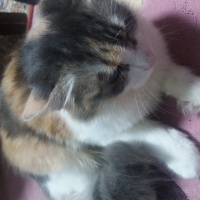 Tekir Kedi, Kedi  Tito fotoğrafı