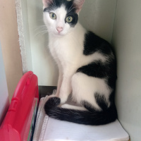 Tuxedo (Smokin) Kedi, Kedi  Pascal fotoğrafı