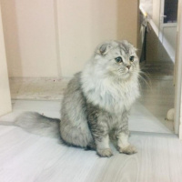 Scottish Fold, Kedi  Elsa fotoğrafı