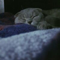 Scottish Fold, Kedi  Sezar fotoğrafı