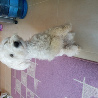 Maltese, Köpek  Baby fotoğrafı