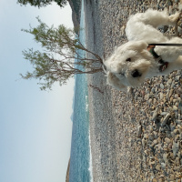 Maltese, Köpek  Baby fotoğrafı